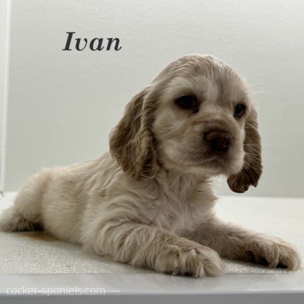 puppy, for, sale, Cocker Spaniel, Joe & Cherri  Overlease, dog, breeder, Miller, MO, dog-breeder, puppy-for-sale, forsale, nearby, find, puppyfind, locator, puppylocator, aca